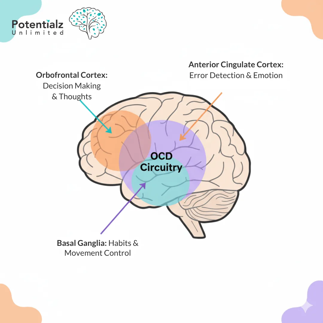 Diagram illustrating the brain circuitry involved in OCD, highlighting the roles of the orbitofrontal cortex, anterior cingulate cortex, and basal ganglia in decision-making, emotion, and habit control.